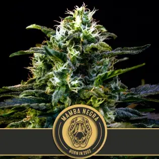 Mamba Negra Feminised Cannabis Seeds | Blim Burn Seeds 