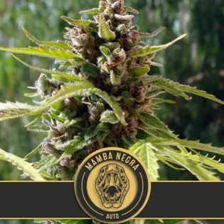 Mamba Negra Auto Feminised Cannabis Seeds | Blim Burn Seeds