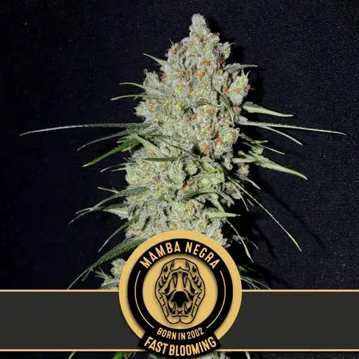 Mamba Negra Fast Feminised Cannabis Seeds | Blimburn Seeds