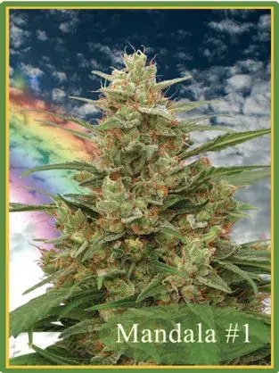 Mandala #1 Regular Cannabis Seeds