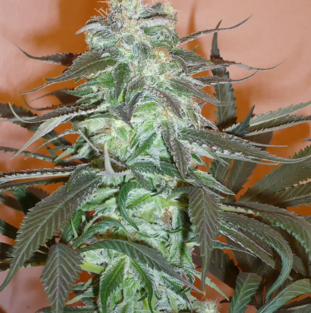 Mango Feminised Cannabis Seeds | KC Brains Seeds