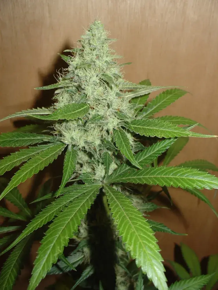 Mango Feminised Cannabis Seeds