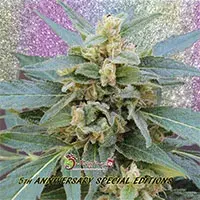 Mango Bubble Cloud Feminised Cannabis Seeds | Dr Krippling