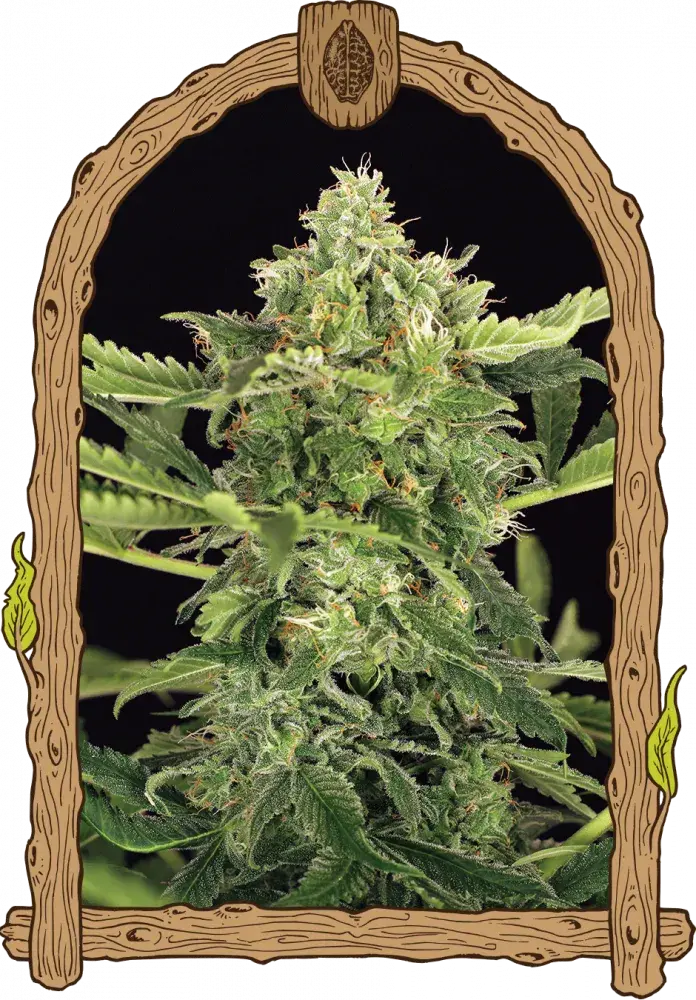 Mango Cream Auto Feminised Cannabis Seeds | Exotic Seeds