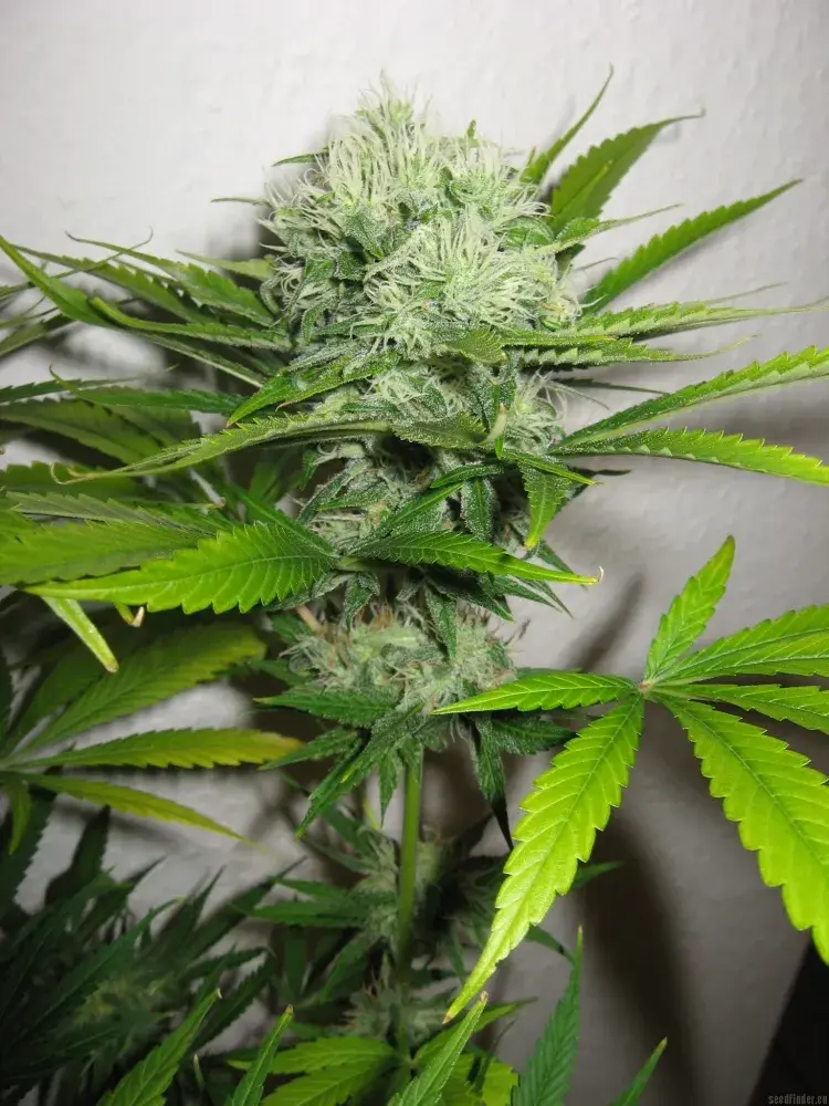 Mango Haze Regular Cannabis Seeds | Mr Nice Seed