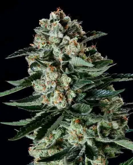 MANTANUSKA THUNDERFUCK x SCBDX Feminised Cannnabis Seeds