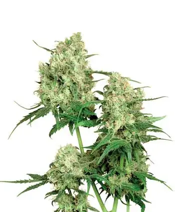 Maple Leaf Indica Regular Cannabis Seeds | Sensi Seeds 