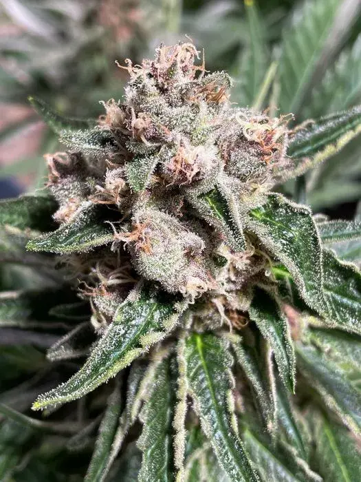 Mars Mellow Feminised Cannabis Seeds | Ministry of Cannabis
