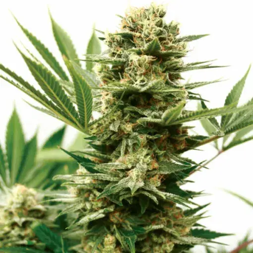 Mass Shooter Auto Feminised Cannabis Seeds | Garden of Green