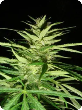 Master Kush x Afghan Haze Regular Cannabis Seeds | Mr Nice Seed
