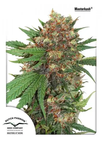 Master Kush Feminised Cannabis Seeds | Dutch Passion 