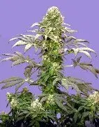 Matanuska Tundra (AKA Alaskan Thunderfuck) Regular Cannabis Seeds | Sagarmatha Seeds