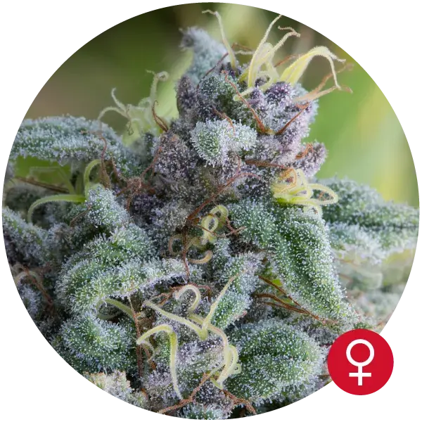 Mataro Blue Feminised Cannabis Seeds | Bulldog Seeds