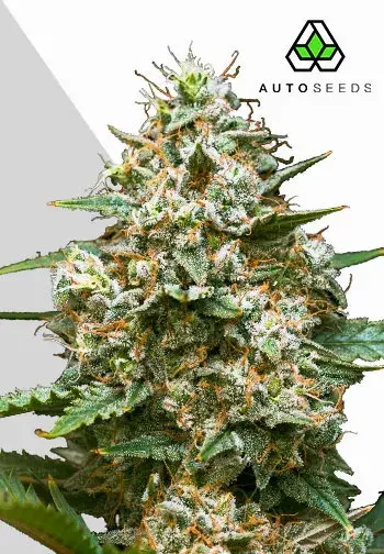 Maui Wowie Auto Cannabis Seeds | Auto Seeds.