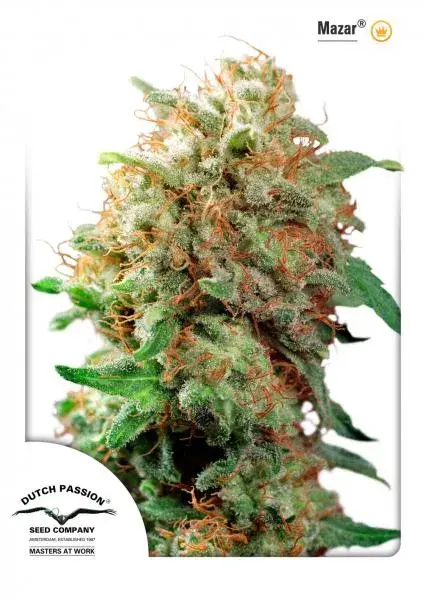 Mazar Feminised Cannabis Seeds | Dutch Passion 
