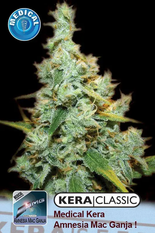 Medical AMG Haze Feminised Cannabis Seeds | Kera Seeds