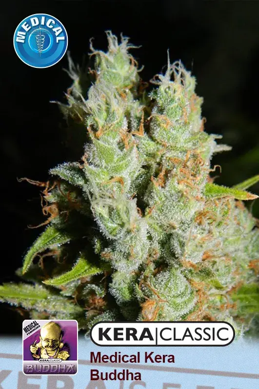 Medical Buddha Feminised Cannabis Seeds | Kera Seeds