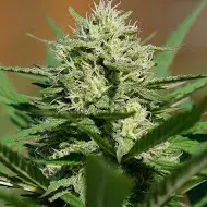 Lemon Cream Kush Auto Feminised Cannabis Seeds | Spliff Seeds 