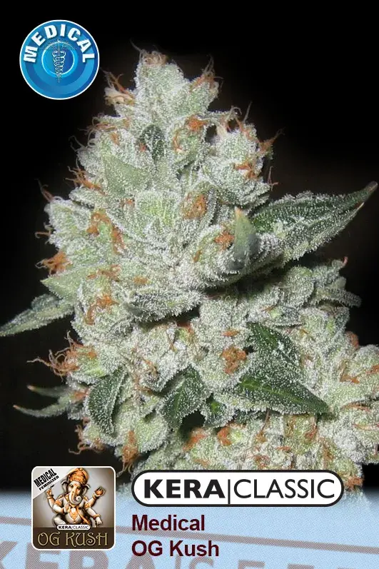 Medical OG Kush Feminised Cannabis Seeds | Kera Seeds