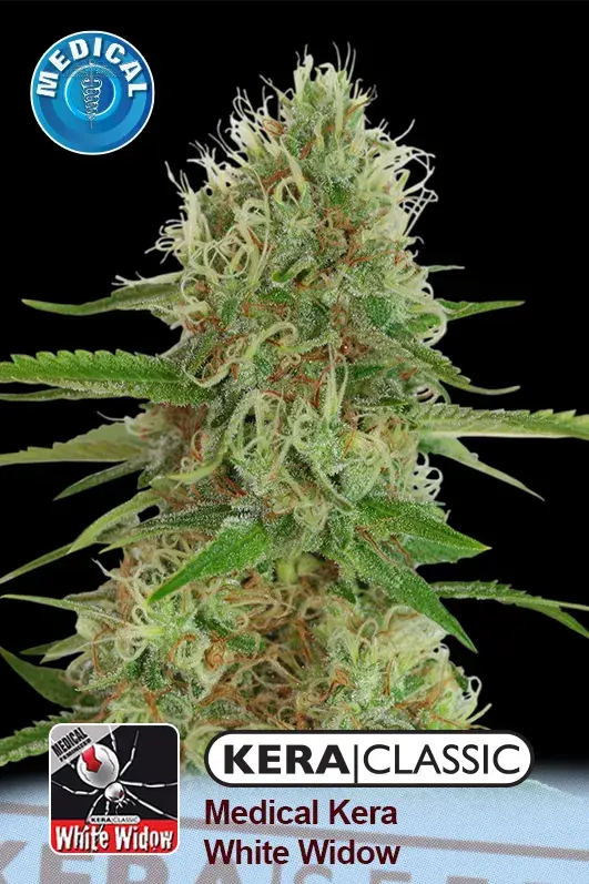 Medical White Widow Feminised Cannabis Seeds