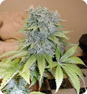 Medicine Man Regular Cannabis Seeds | Mr Nice Seed
