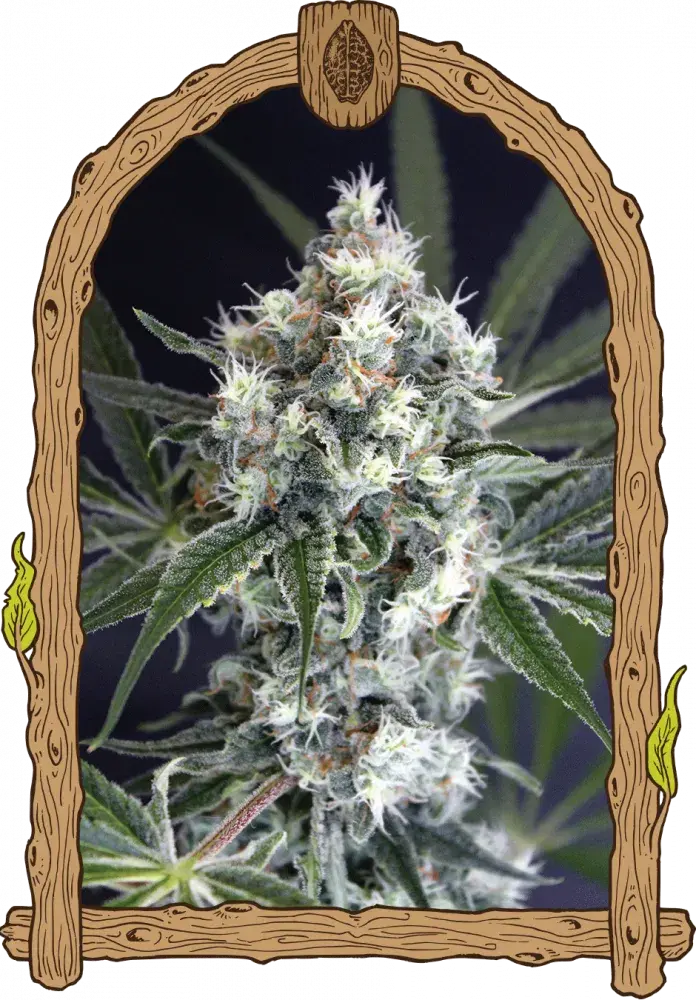 Medxotic Pure CBD Feminised Cannabis Seeds | Exotic Seeds