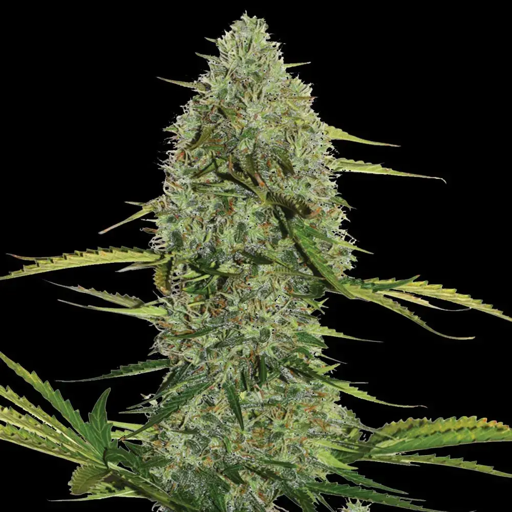 Mega Power Plant Auto Feminised Cannabis Seeds | Spliff Seeds 