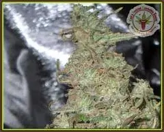 Melon Kali Feminised Cannabis Seeds (Kali's Fruitful Range) | Dr Krippling 