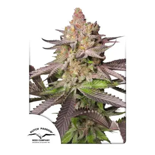 Melonade Runtz Feminised Cannabis Seeds | Dutch Passion 