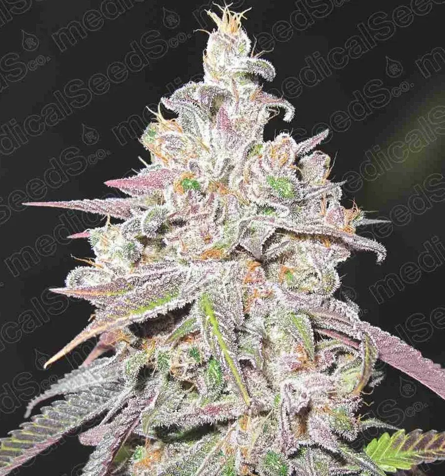 Mendocino Chanel Kush Feminised Cannabis Seeds | Medical Seeds