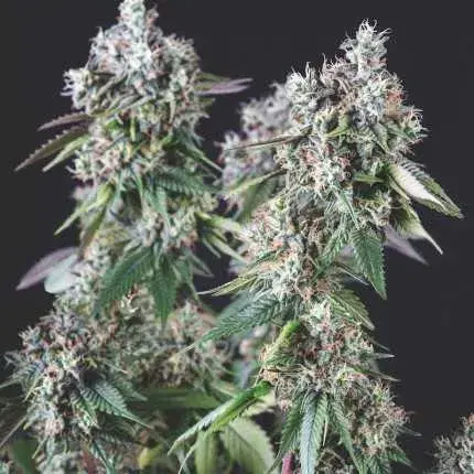 Mendocino Purple Kush USA Range Feminised Cannabis Seeds | Pyramid Seeds USA Range