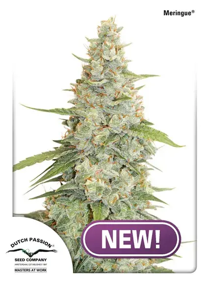 Meringue Feminised Cannabis Seeds | Dutch Passion 