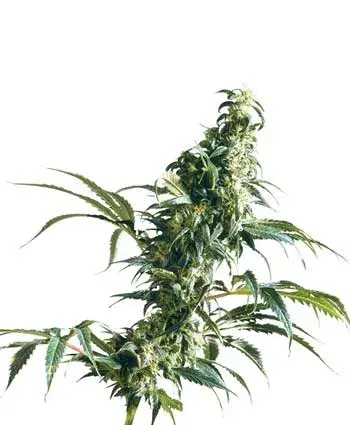 Mexican Sativa Regular Cannabis Seeds | Sensi Seeds 