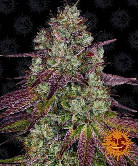 Mimosa EVO Feminised Cannabis Seeds | Barney's Farm