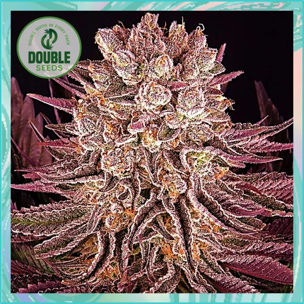 Mimosa x Orange Punch - Double Seeds