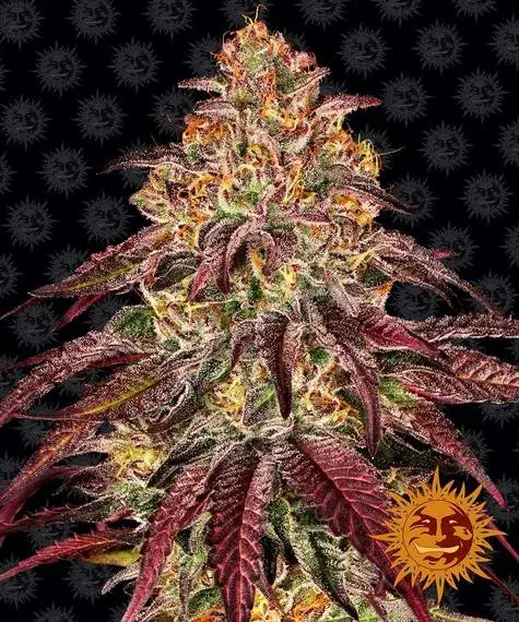 Mimosa x Orange Punch Auto Feminised Cannabis Seeds | Barney's Farm 