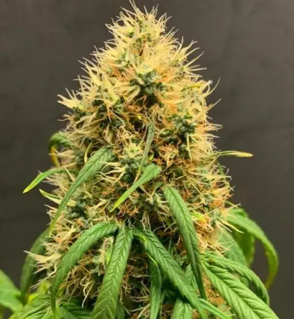 Auto Mimosa Feminised Cannabis Seeds | OO Seeds