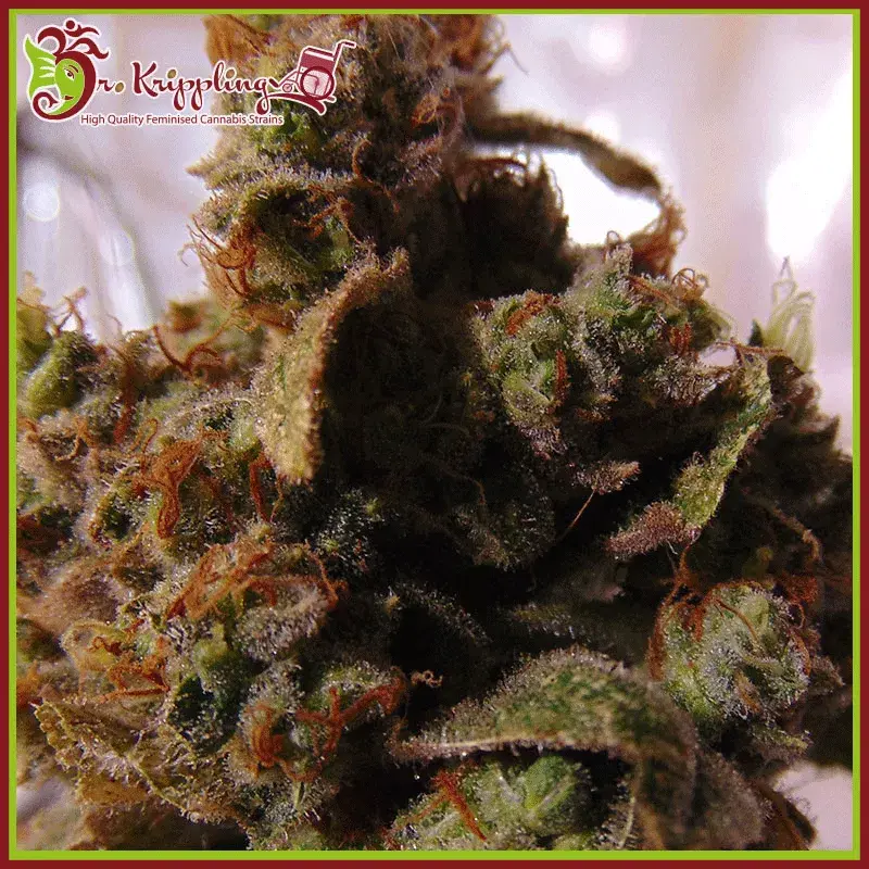 Mind Can’trol Feminised Cannabis Seeds | Dr Krippling