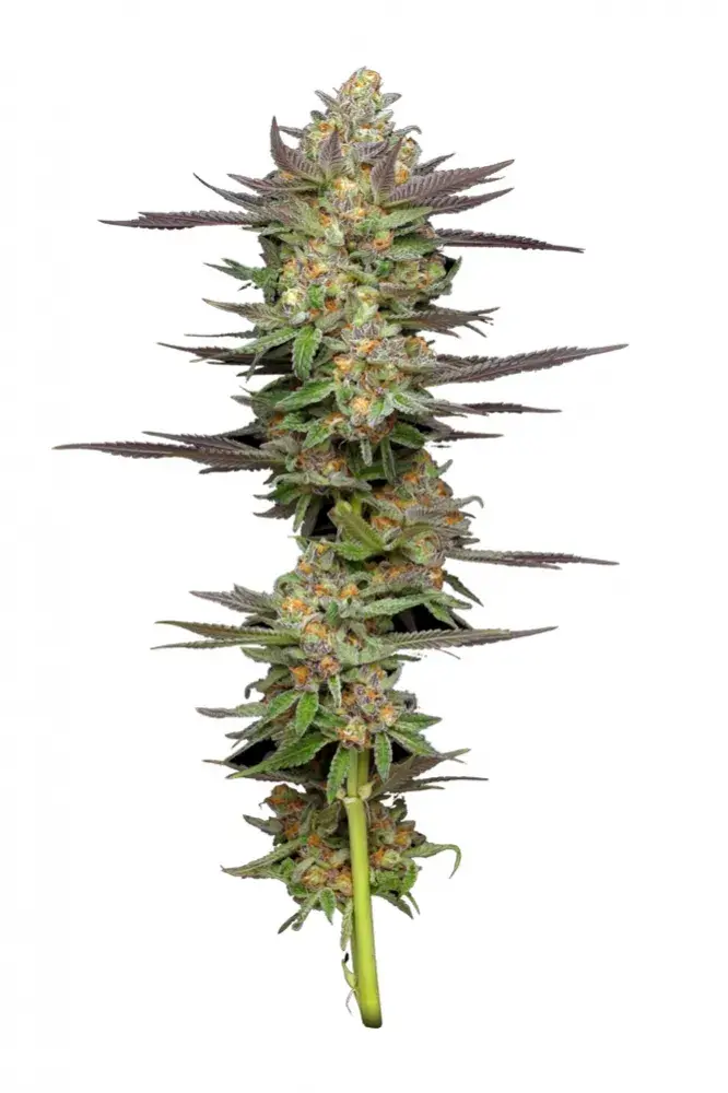 Mint Jelly Auto Feminised Cannabis Seeds - Humboldt Seed Company