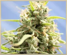 Gage Green Miss Colombia Cannabis Seeds
