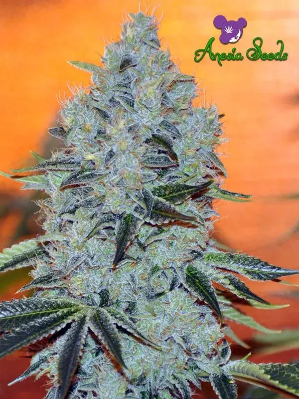 Mob Boss Feminised Cannabis Seeds - Anesia Seeds