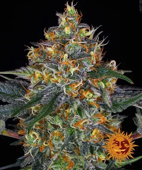 Moby Dick Auto Feminised Cannabis Seeds | Barney's Farm