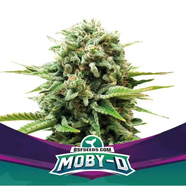 MobyD XXL Auto Feminised Cannabis Seeds - BSF Seeds Feminised Cannabis Seeds - BSF Seeds