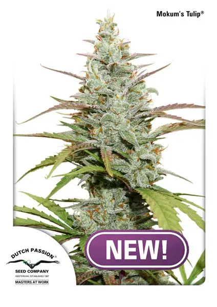 Mokum's Tulip Feminised Cannabis Seeds - Dutch Passion