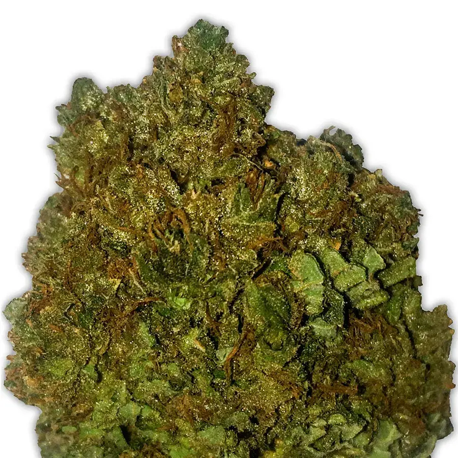 Money Bush Feminised Cannabis Seeds | Heavyweight Seeds