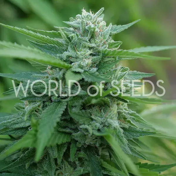 Mongolian THC Free Feminised Cannabis Seeds | World of Seeds.