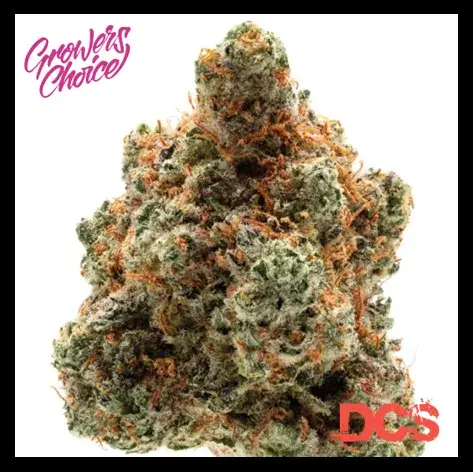 Monkey Glue Auto Feminised Cannabis Seeds - Growers Choice