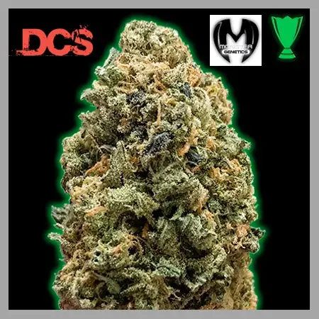Monster Bruce Banner Feminised Cannabis Seeds | Monster Genetics