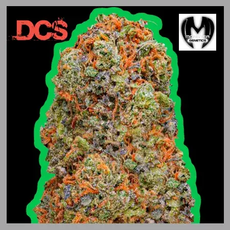 Monster Gelato Feminised Cannabis Seeds | Monster Genetics