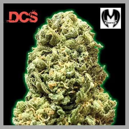 Monster Girl Scout Cookies Feminised Cannabis Seeds | Monster Genetics